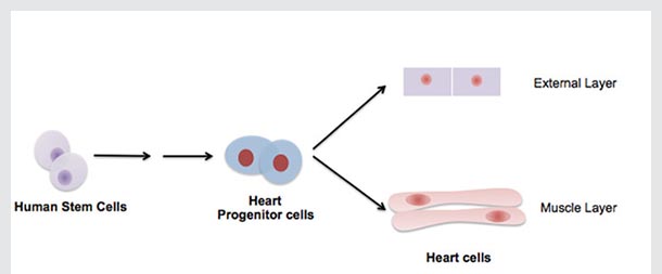 Heart progenitors cells derived from human stem cells can be further specified to become either heart cells belonging to the external layer, the epicardium, or the muscle layer, myocardium, of a human heart.