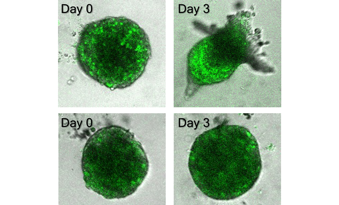 Four microscopic images of a green blob