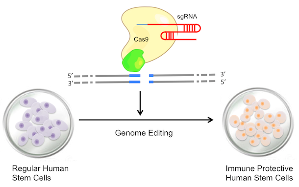 Figure showing genome editing of stem cells
