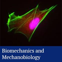 button: biomechanics and mechanobiology