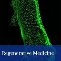 button: regenerative medicine