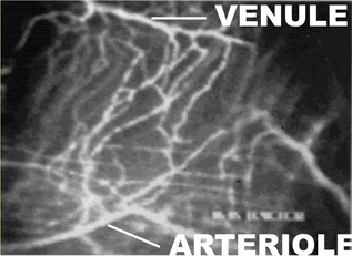 Photo of flourescently labeled plasma