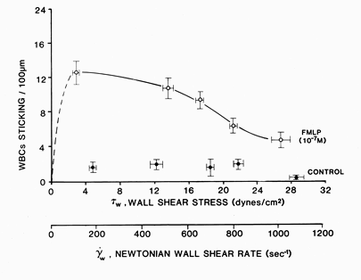 Graph of WBC adhereing versus shear stress