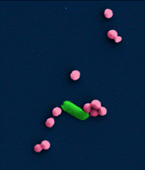 electron micrograph of bacteria