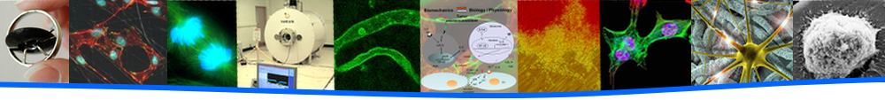 Images representing research in Bioengineering at Penn State