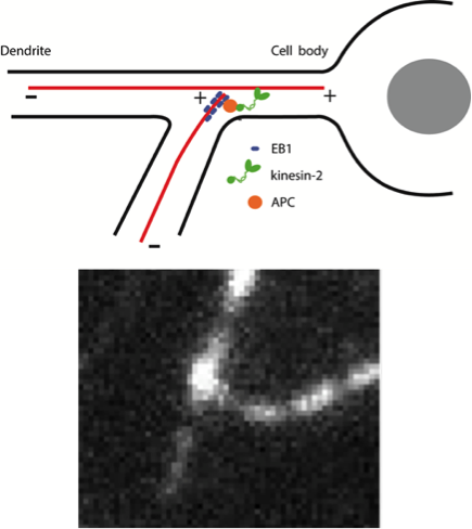 Split image of microtubule steering mechanism and microtubule collision
