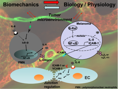 Studies on cell signaling and protein dynamics in cancer cells