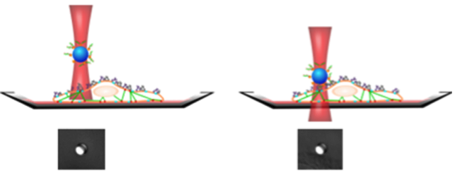 Optical trap for detection of adhesion events